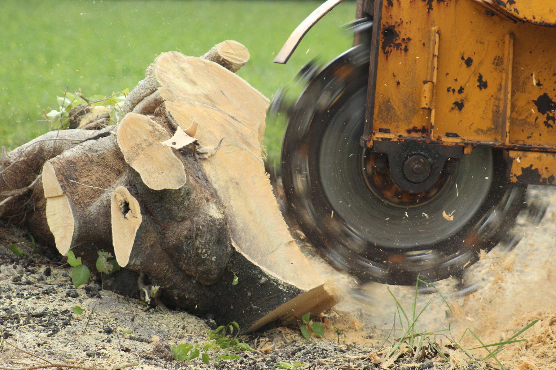 Grind Tree Stumps