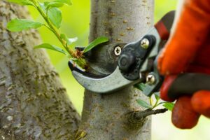 tree pruning sydney