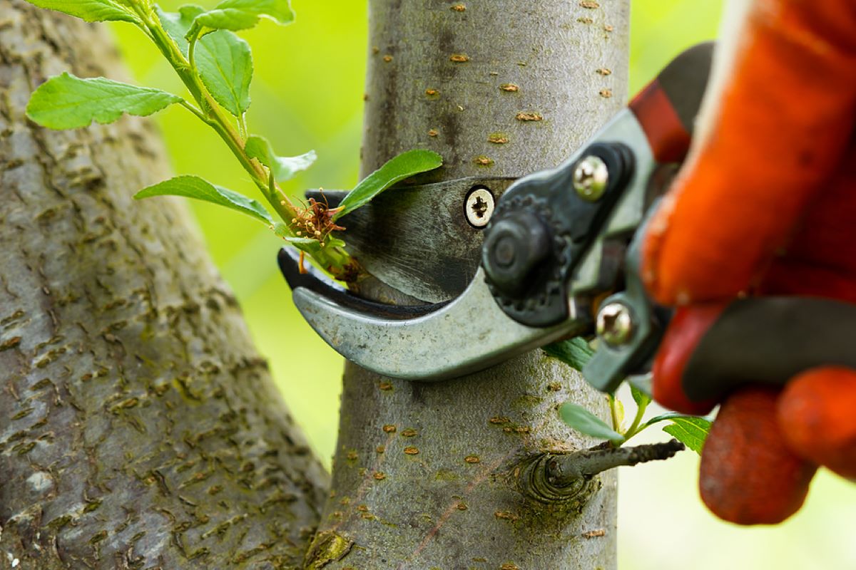 tree pruning sydney