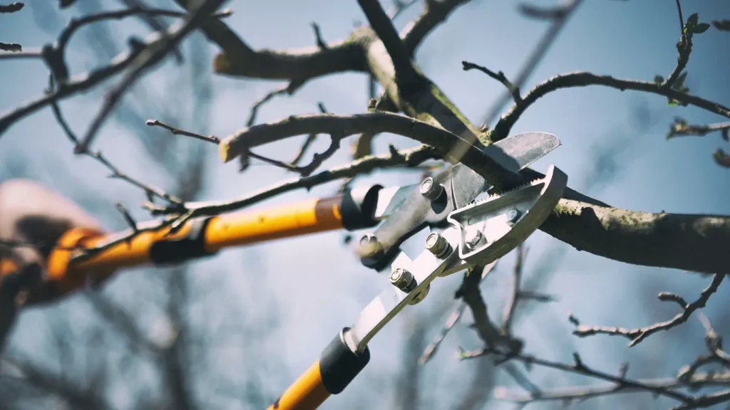 tree pruning sydney